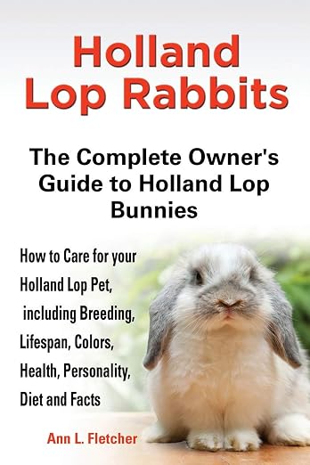 Holland lop rabbits