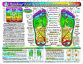 Rainbow® FOOT Reflexology/ Acupressure Massage CHART in the Inner Light Resources Rainbow® Cards & Charts Series. 8.5 x 11 in; 2-sided