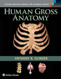 Human Gross Anatomy
