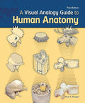 A visual analogy guide to human anatomy