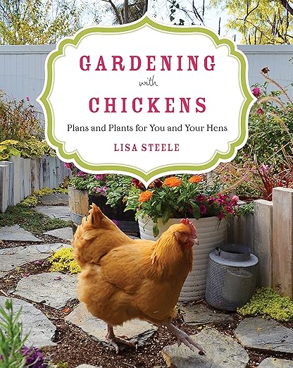 Gardening with chickens